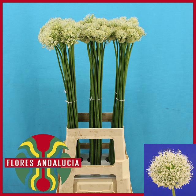 Аллиум Маунт Эверест 80 (бел.), шт.