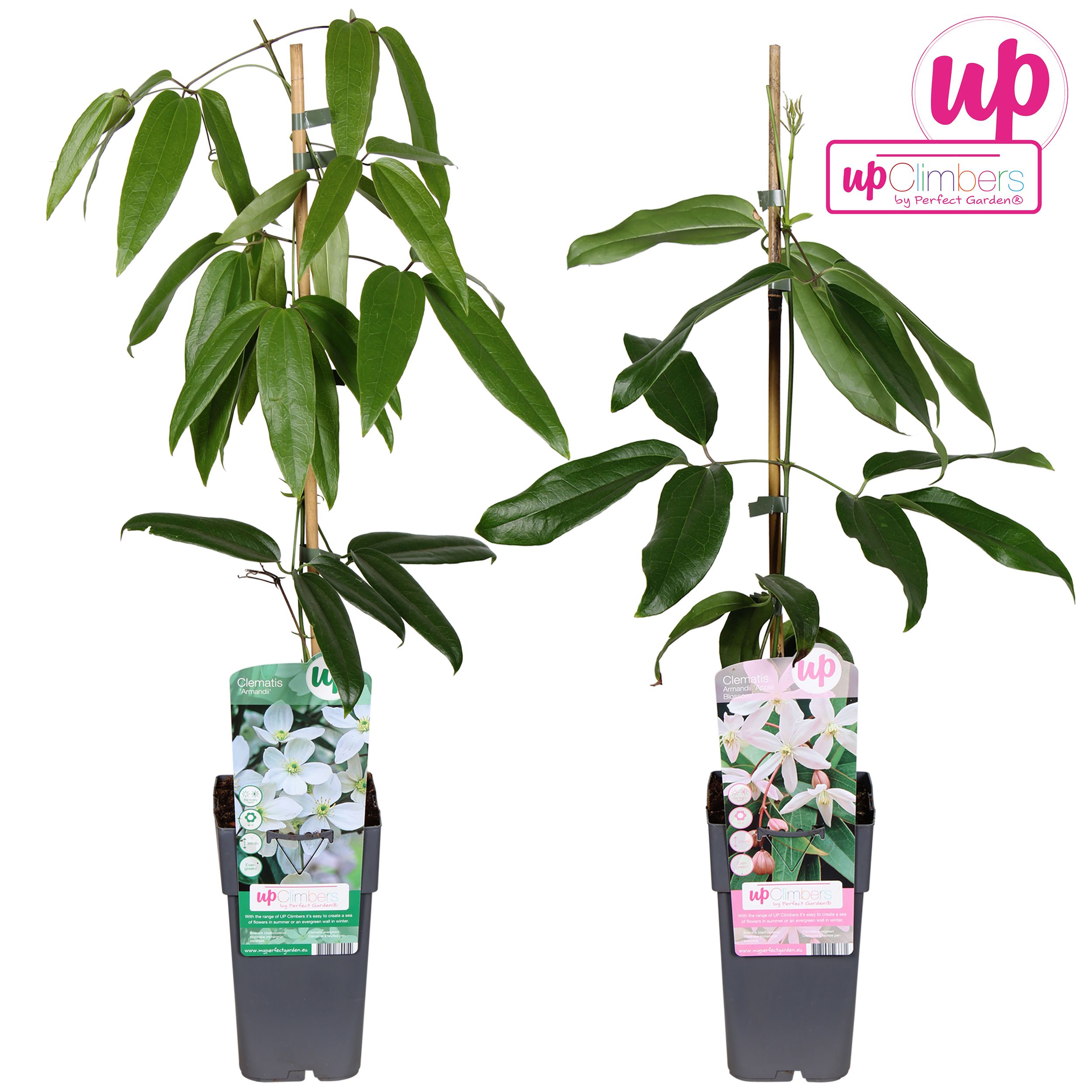 Clematis bladhoudend mix laag P15, D 15