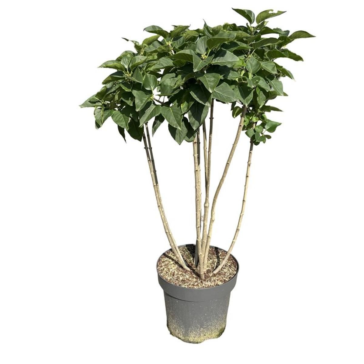 Syringa v. 'Michel Buchner', D 21