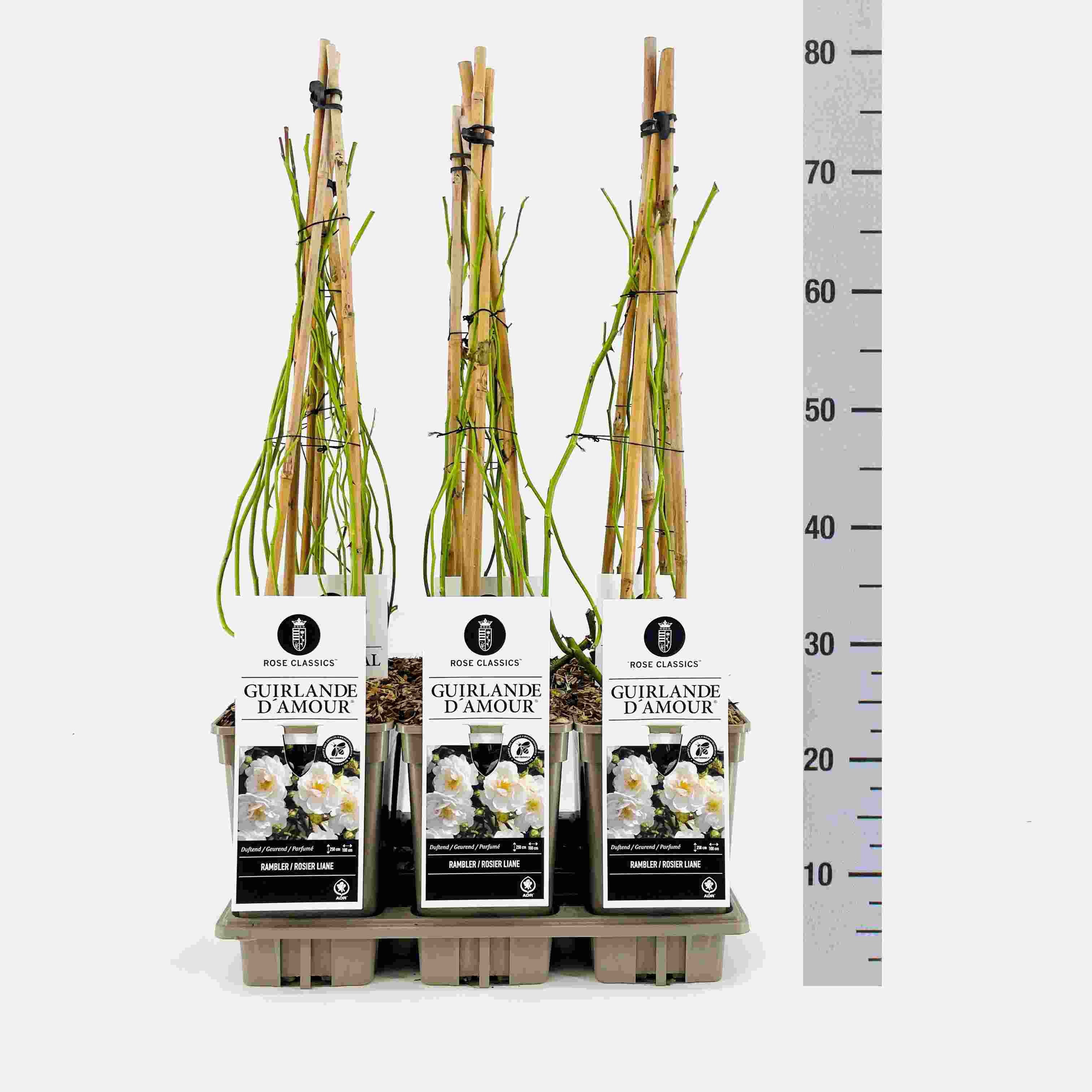 Rose (Rambler) Guirlande d'Amour ®, C3, 3 stok 75cm, D 17