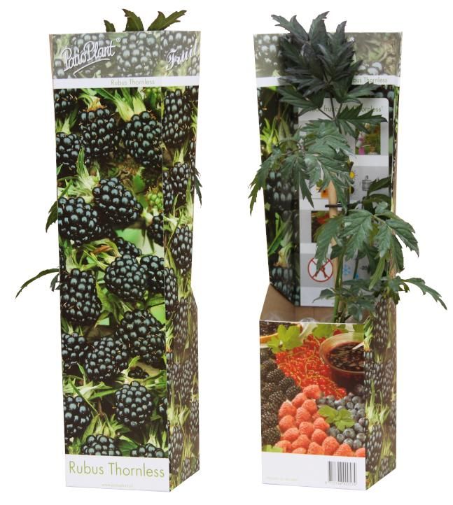 Rubus 'Merton Thornless' (Braam), D 9