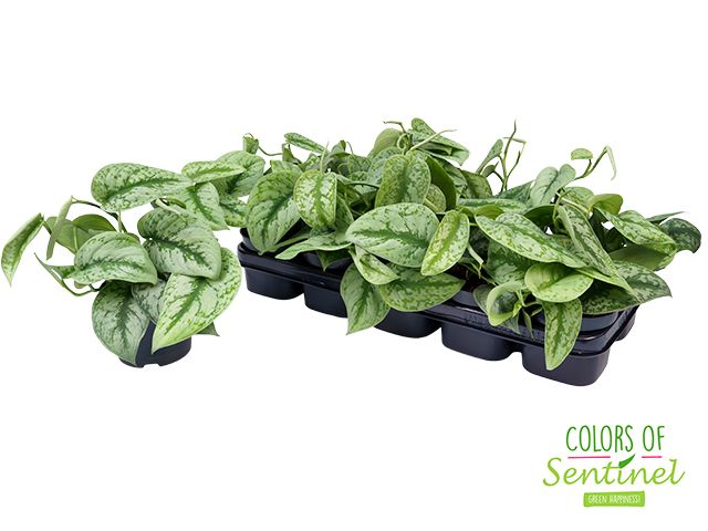 Scindapsus Pictus 'Trebie', D 12