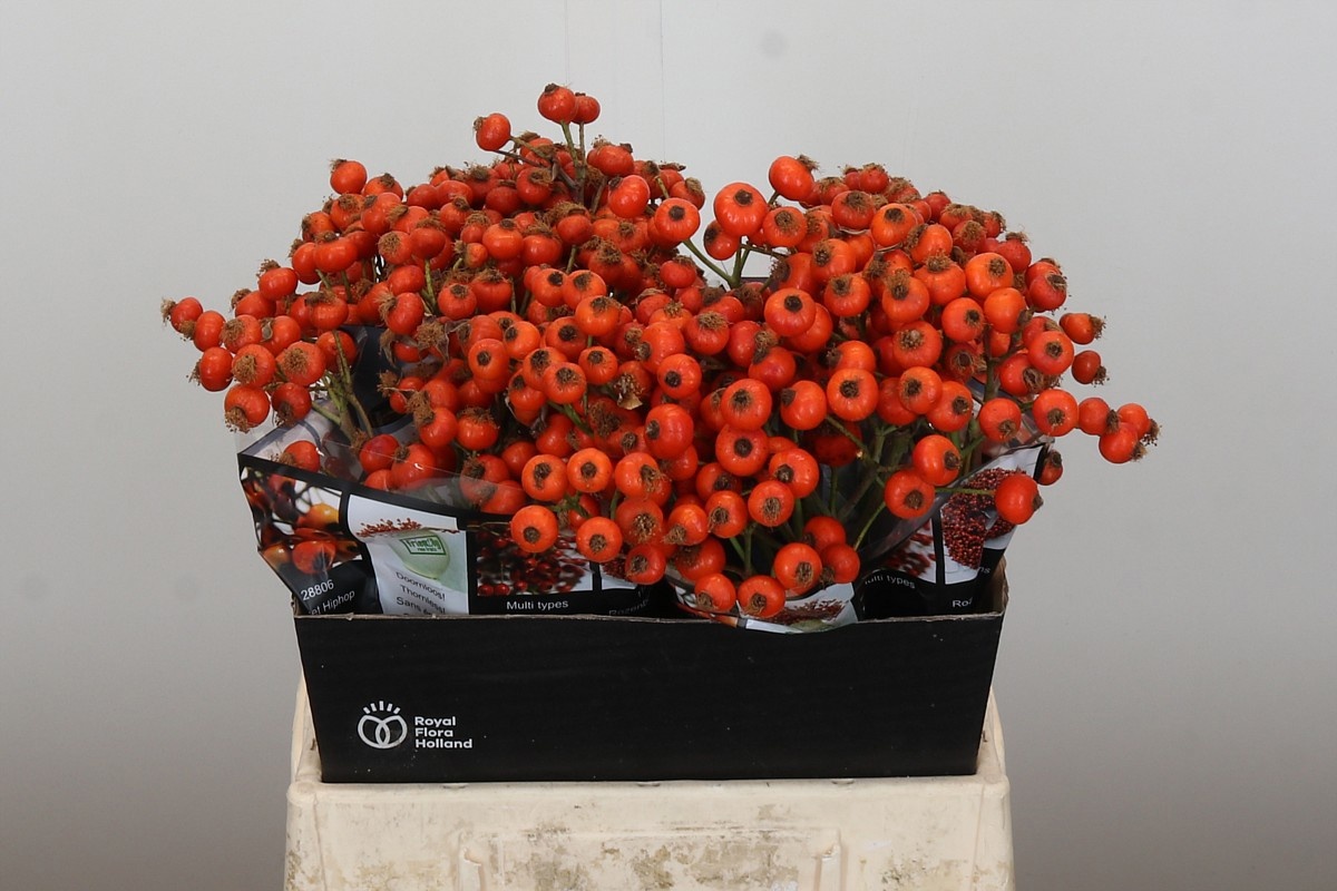 Рузботель Хипхоп Сансет 40, шт.