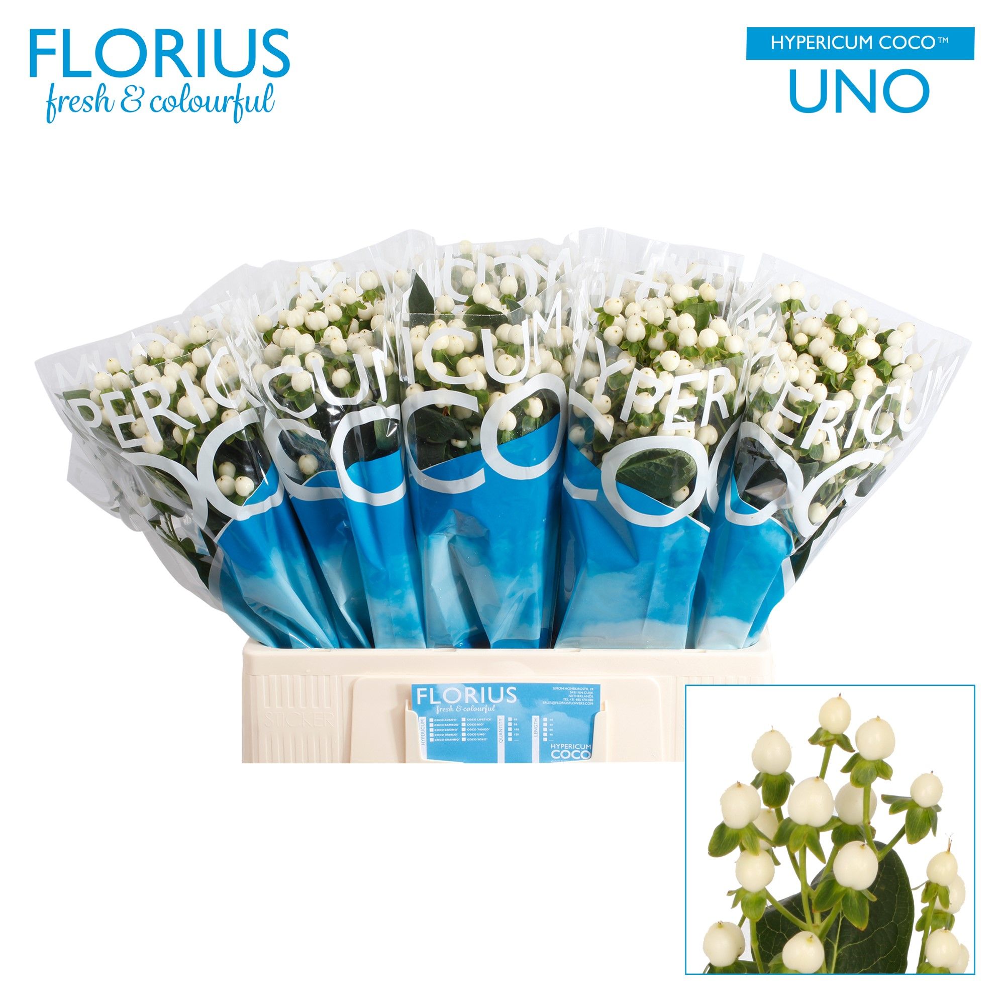 Гипперикум Коко Уно 60, шт.