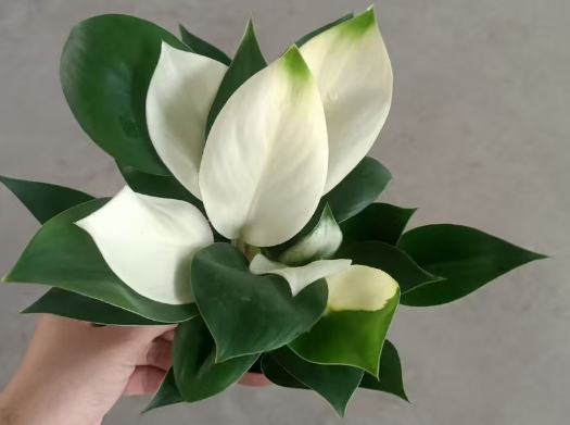 Филодендрон вайт конго 11 27