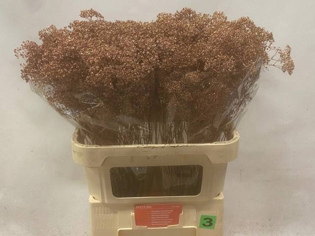 Гипсофила Овериг Крашеная (краш. ) 80, шт.