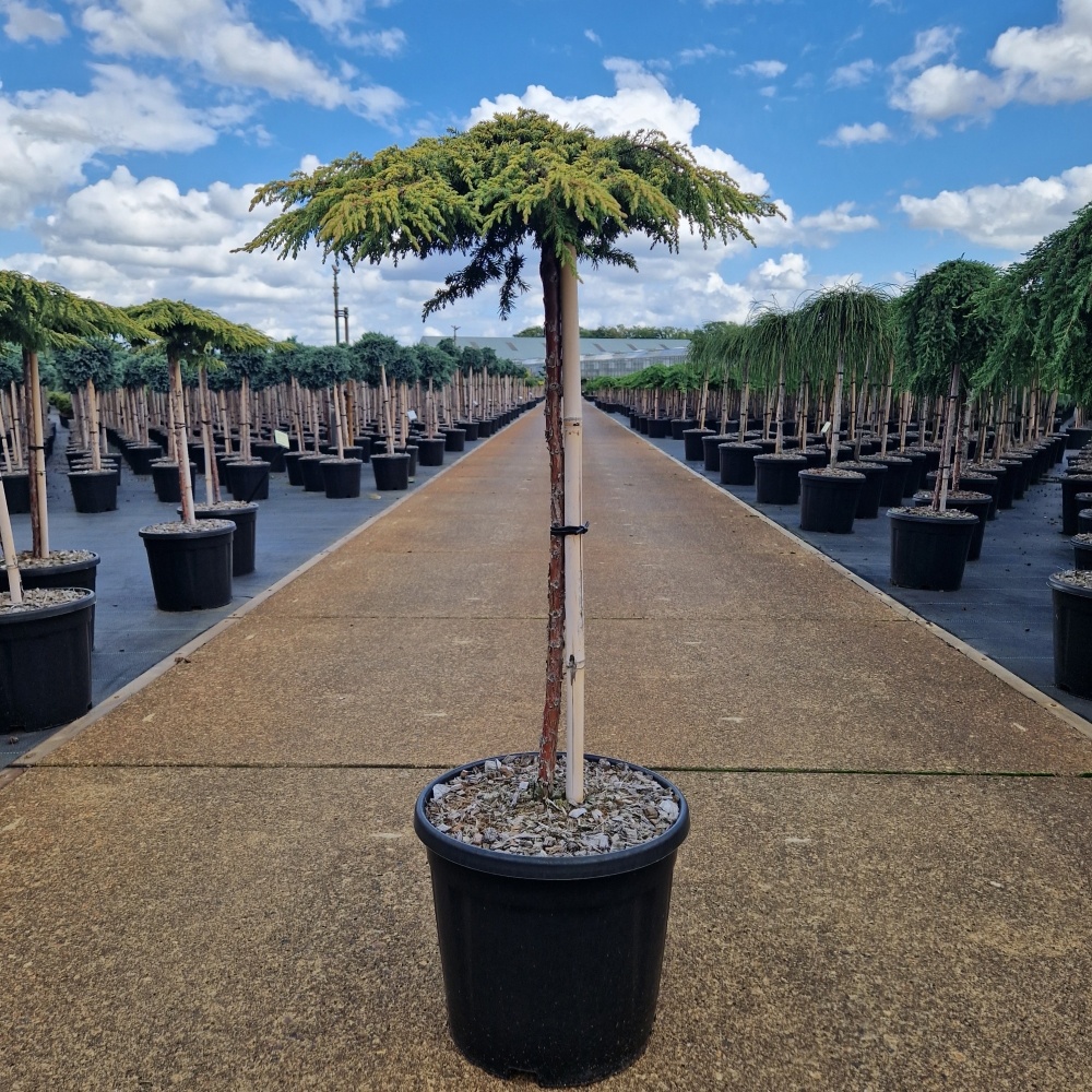 Juniperus comm. 'Lemon Carpet', D 31 cm