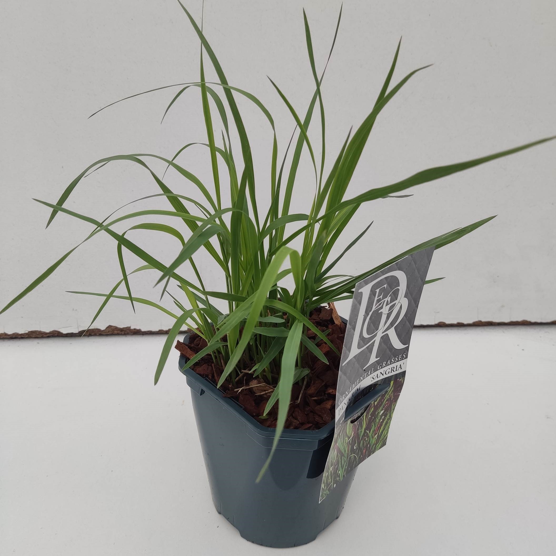 Panicum 'Sangria', D 17 cm Panicum 'Sangria', D 17 cm