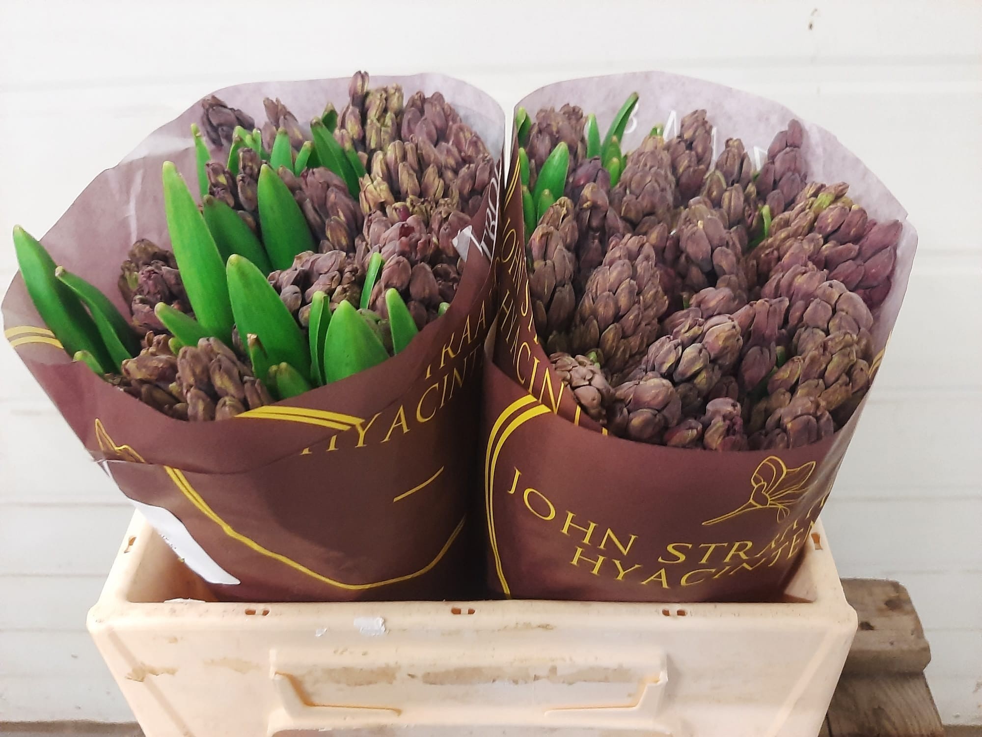 Гиацинт Вудсток, шт.