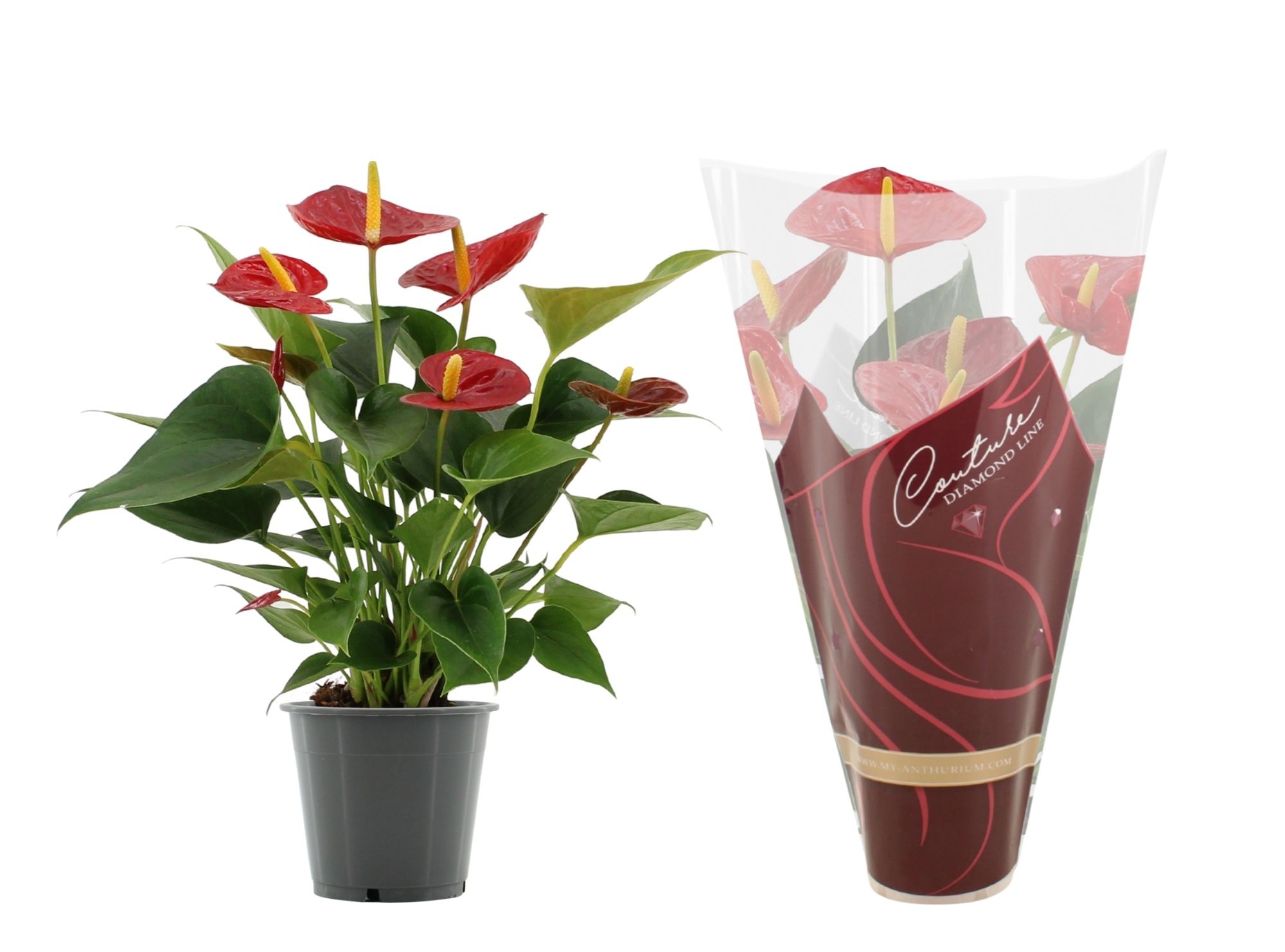 Anthurium Diamond Red in Couture Diamond Line Purple sleeve, D 12 cm