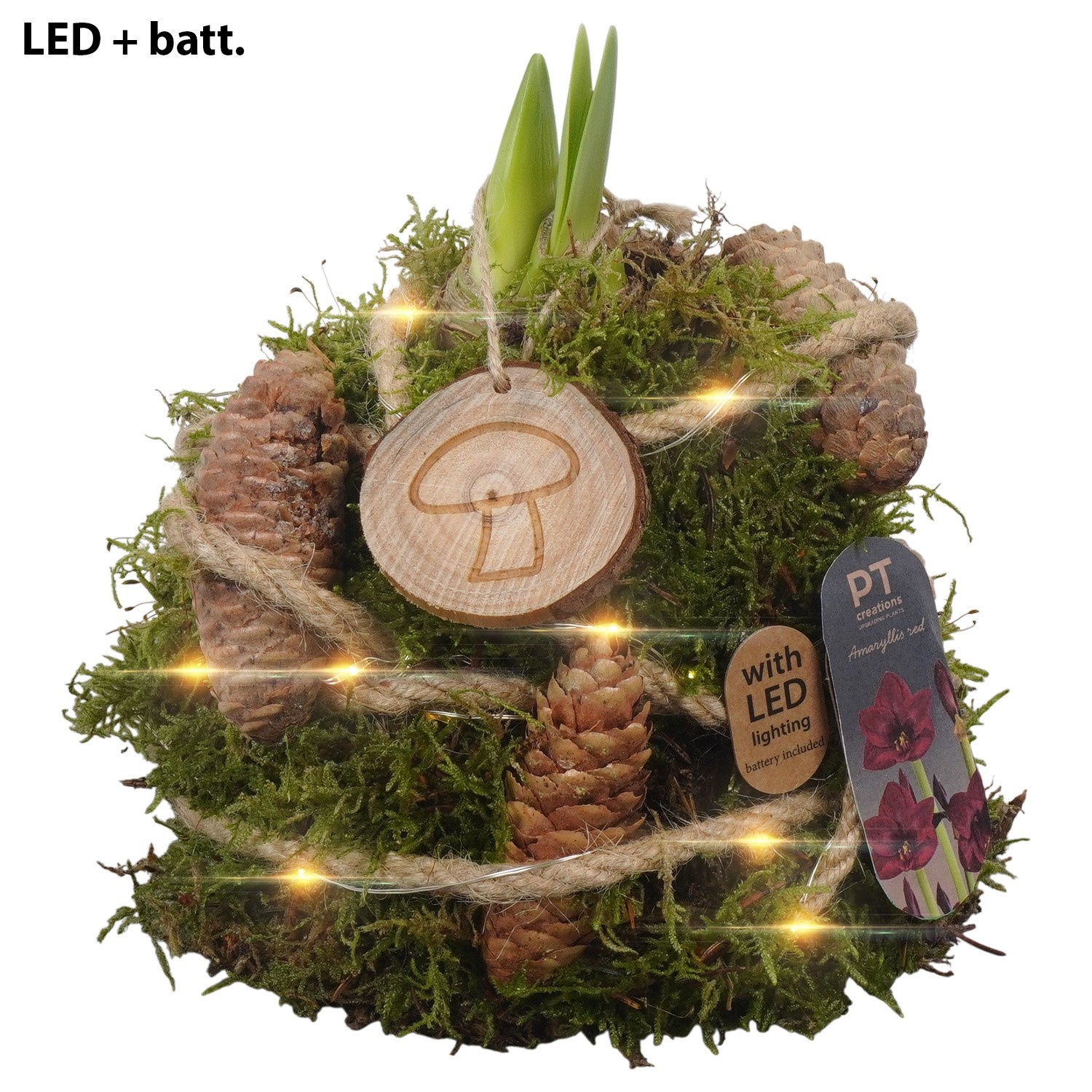 PTAA8856 Arrangement Amaryllis in mos gewikkeld met led, D 12