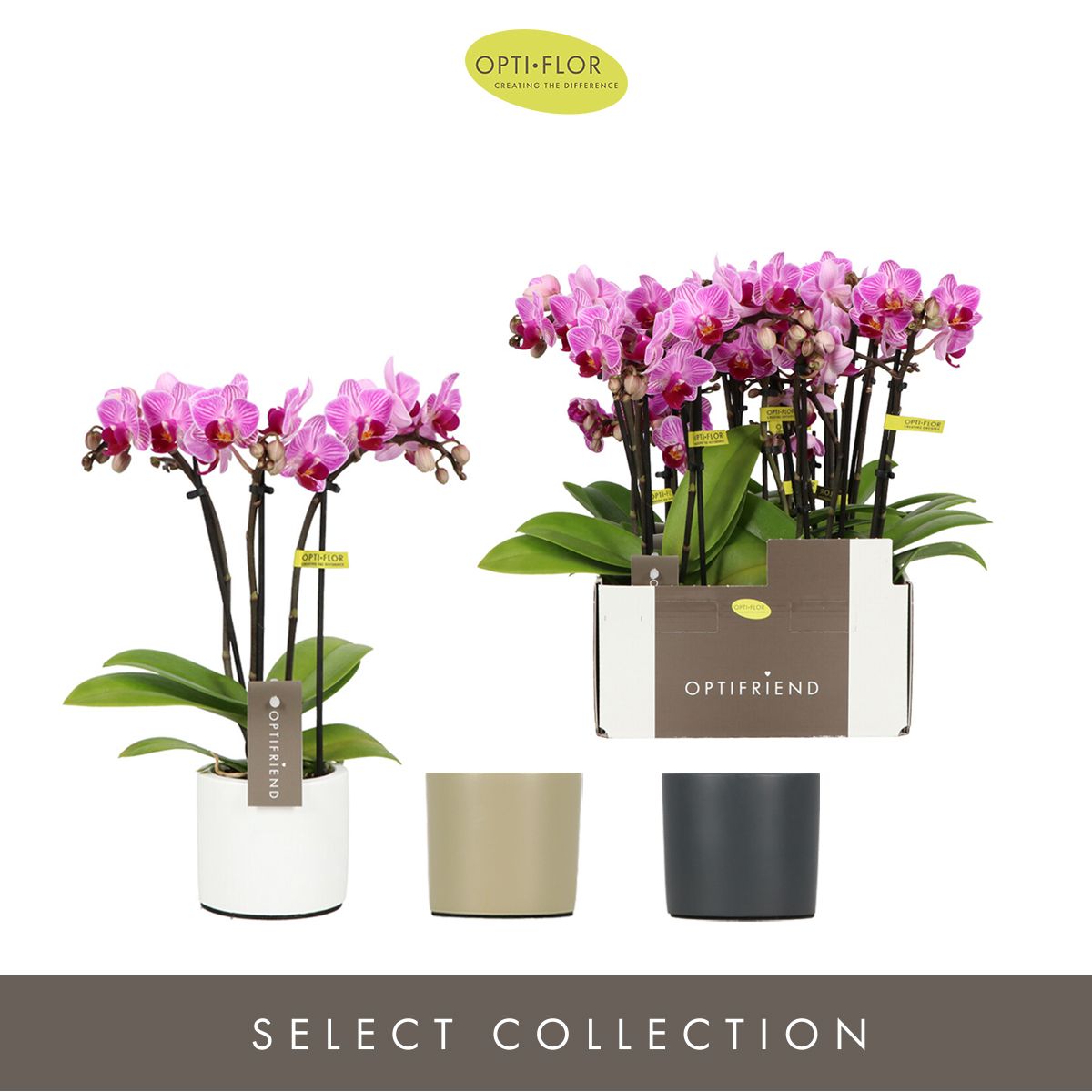 Optifriend Lotte 3 spike in Toscane Mix, D 7 cm