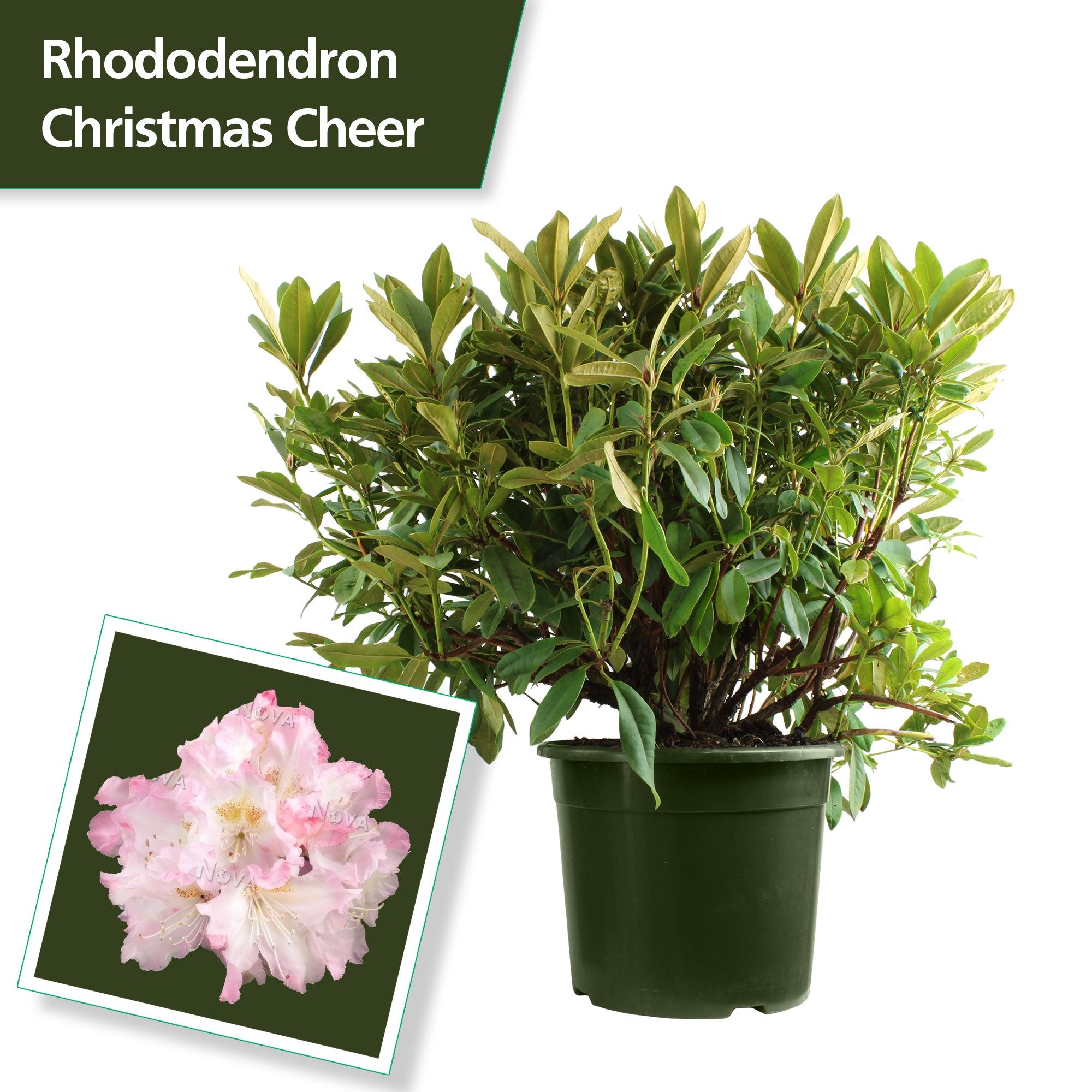 Rhodo. 'Christmas Cheer' light pink, D 37 cm