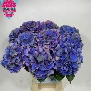 Гортензия Фабулус Анне Классик 60, шт.