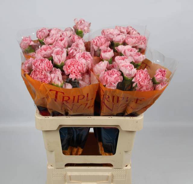 Диантус од. Пинк Монтезума, шт.