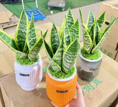 Премиум Баолонг Пот Мини Форест Сансевиерия 11 30