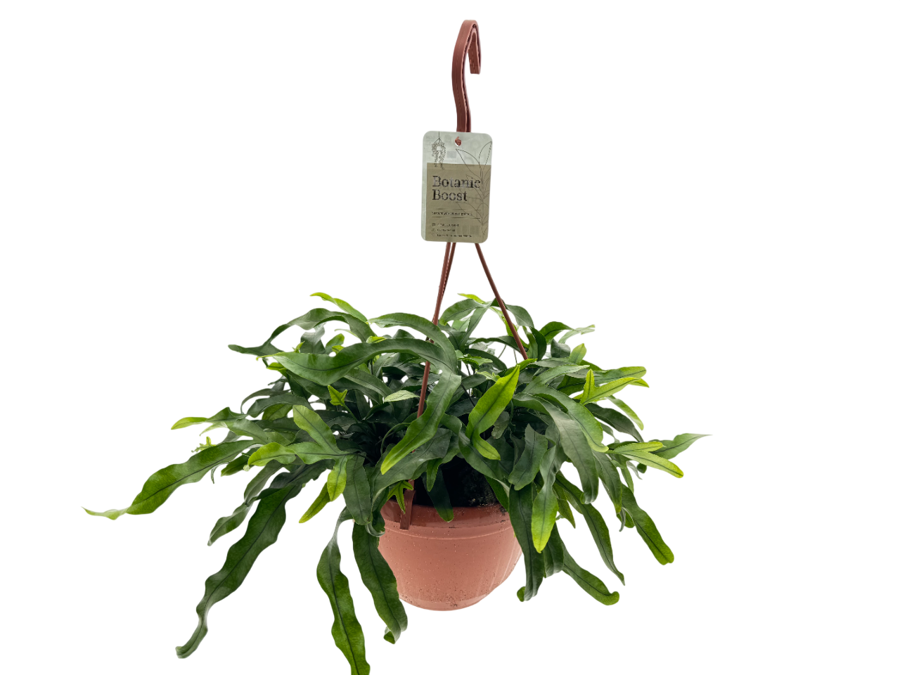 BB Microsorum Kangaroo HP21, D 21