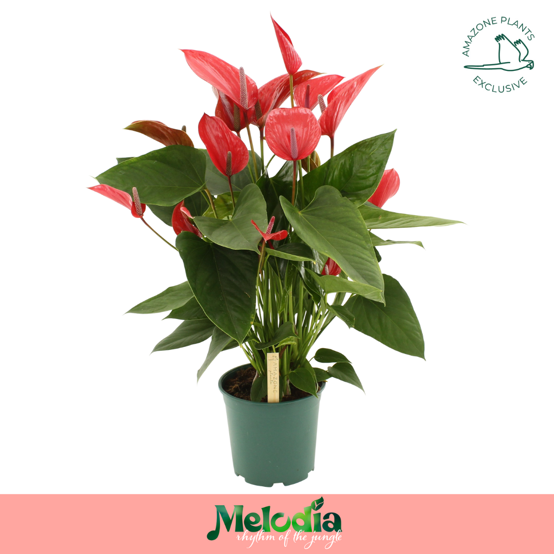 Anthurium Melodia Ibis 21cm, D 21