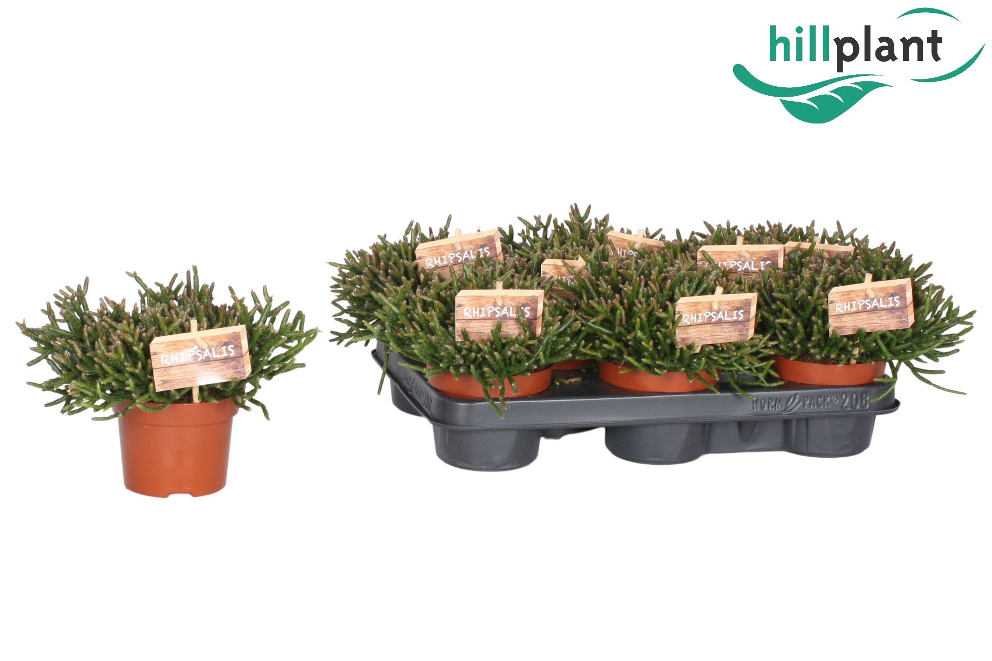 Rhipsalis Burchellii 10,5 cm Decorum, D 10,5