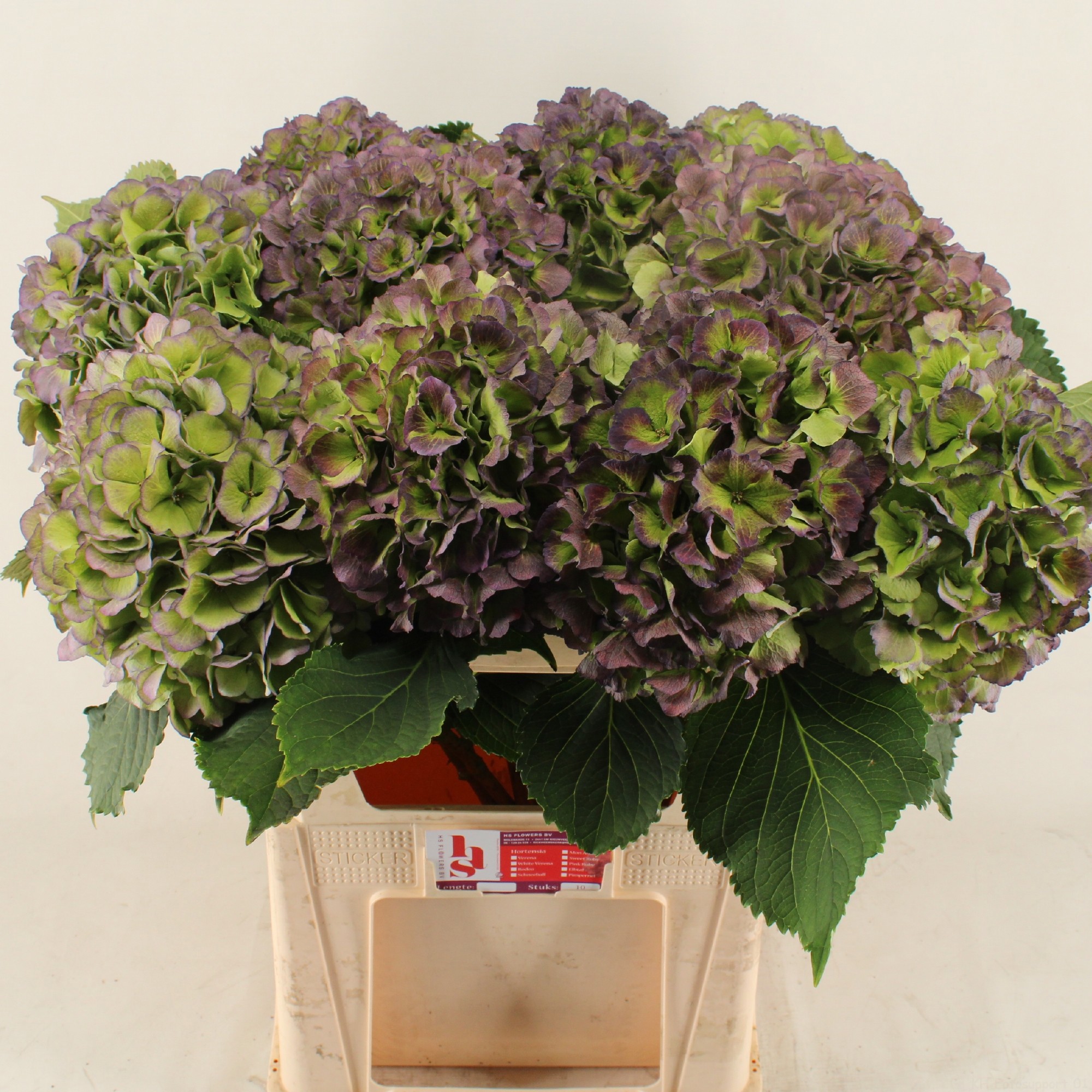 Гортензия Верена Блю Классик 80 (зелено-голуб.), шт.