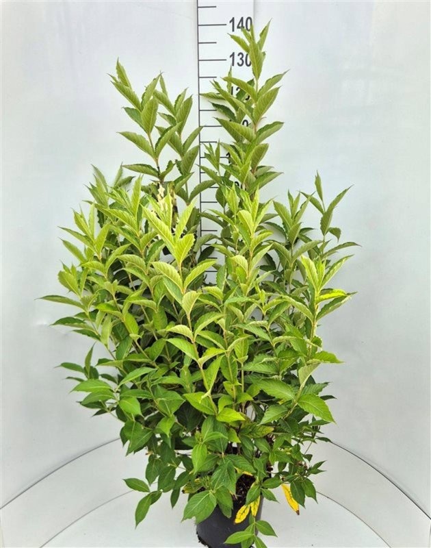 Weigela 'Candida', D 29