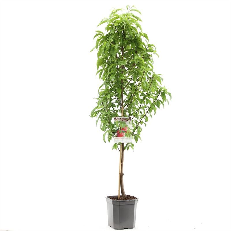 Prunus pers. nuc. Flateryna laag VERS GEPOT, Platte nectarine, D 24