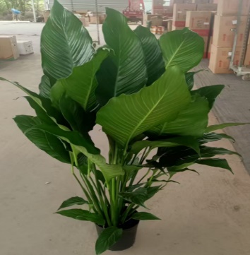 Спатифиллум Да Ксиангфеи А+ 21 100