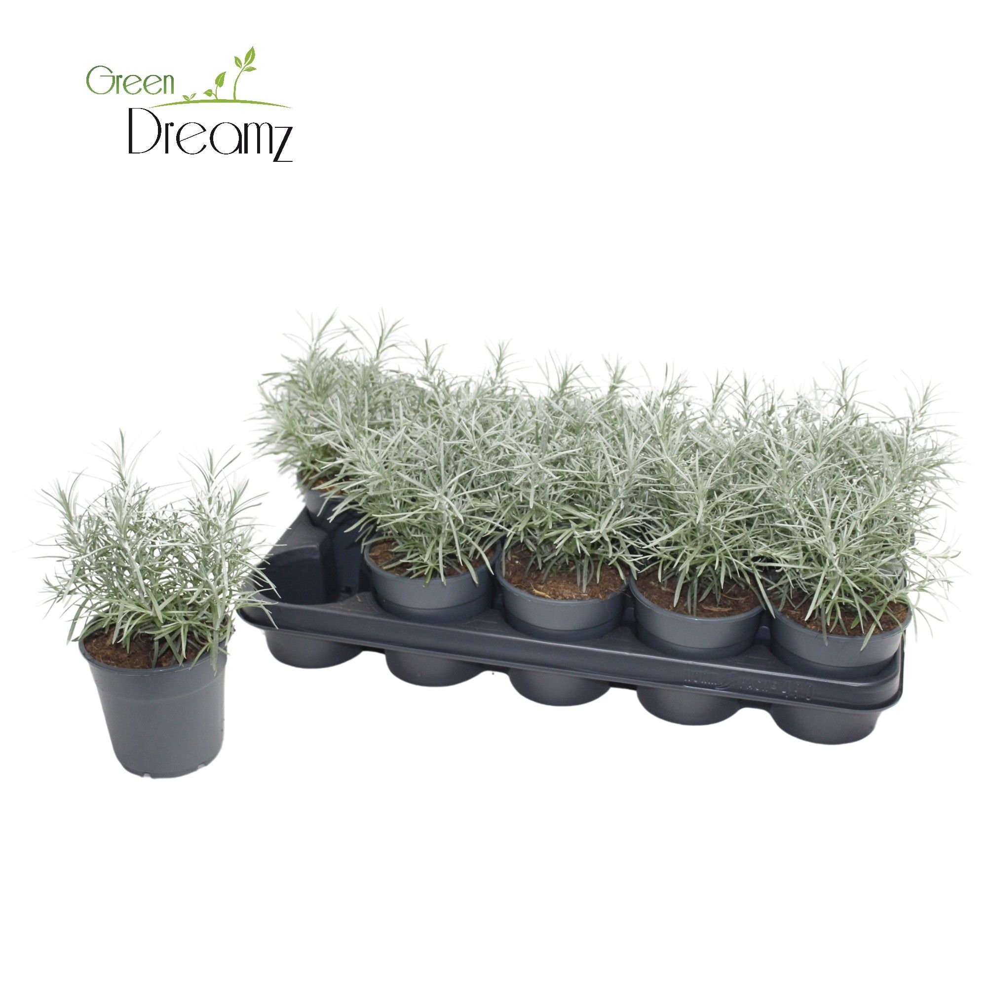 Helichrysum Augustifolium Kari, D 12