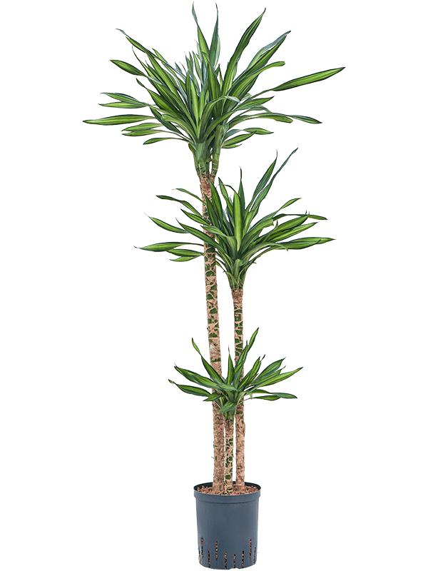 Dracaena fragrans 'Riki', D 18 cm