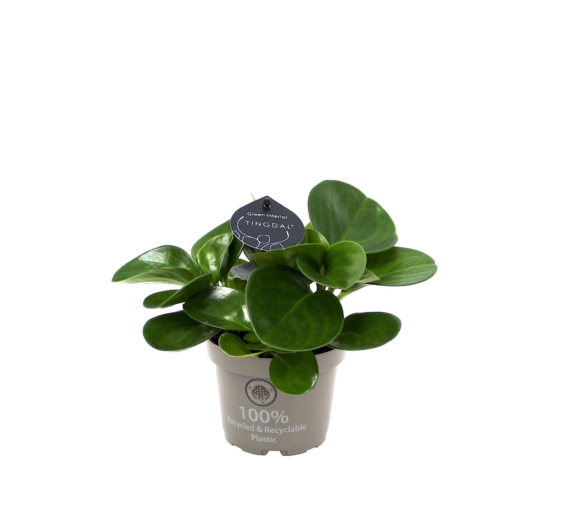 Peperomia Obtusifolia Green 12 cm, D 12