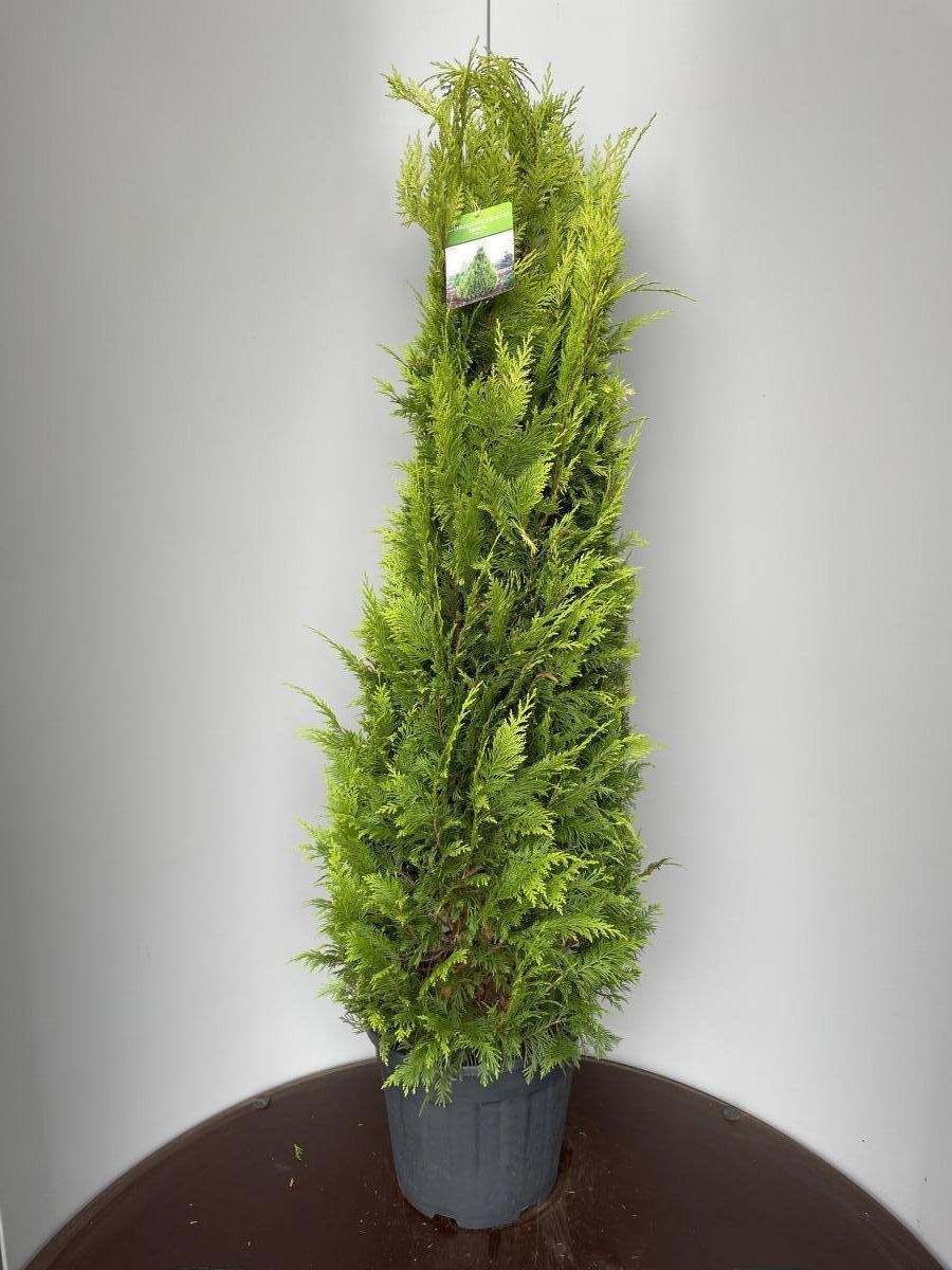 Chamaecyparis l. 'Yvonne', D 38