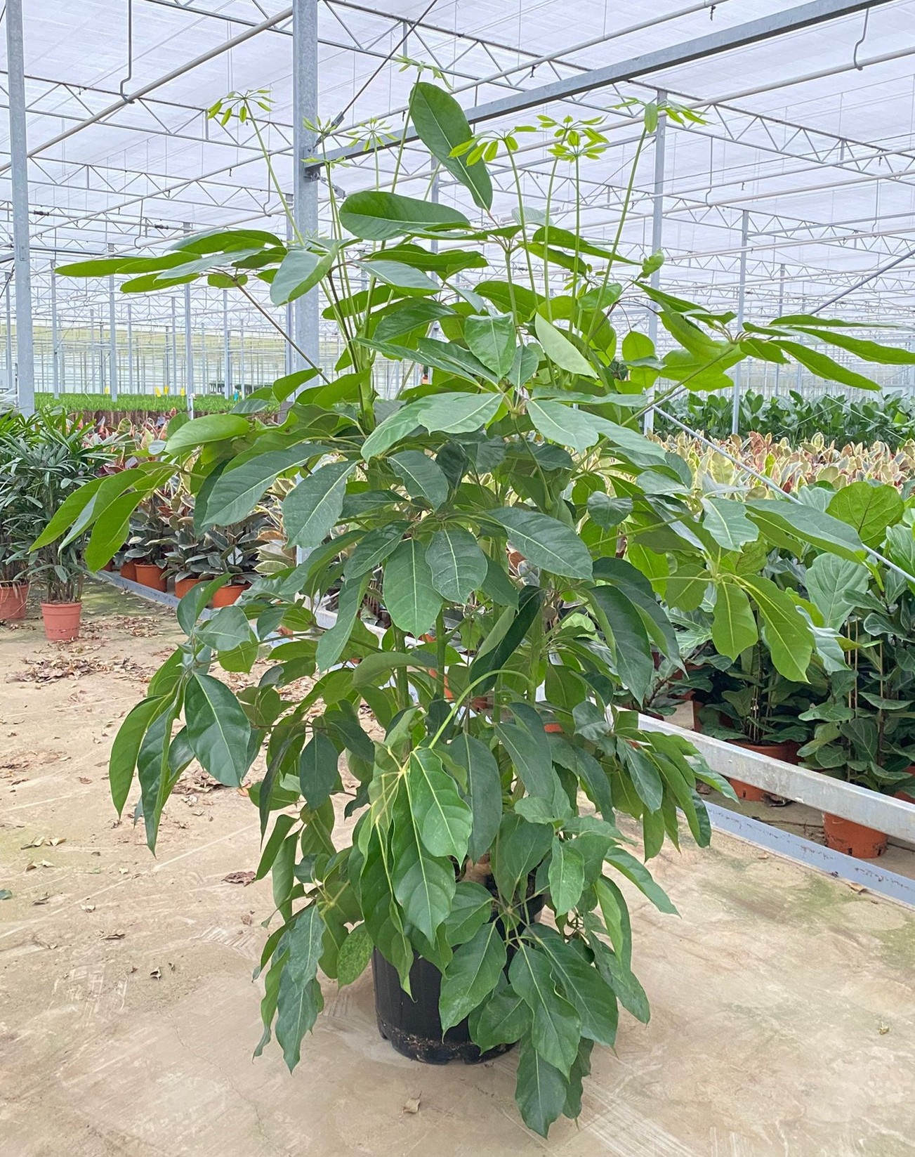 Schefflera actinophylla amate, D 40