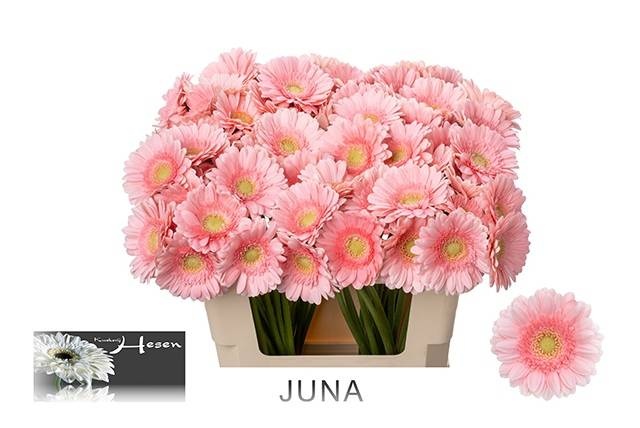 Гермини Джуна, шт.