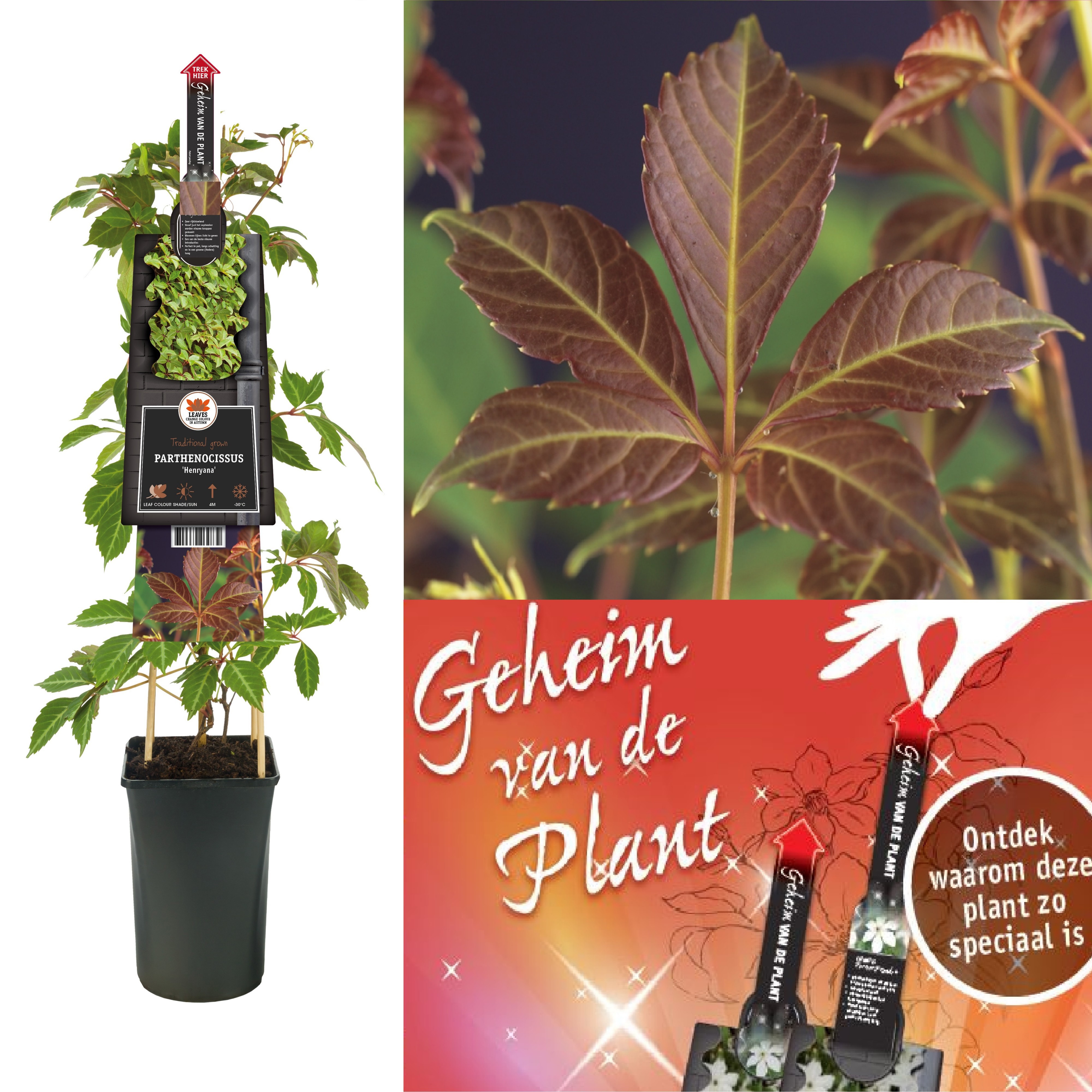 Parthenocissus 'Henryana' +3.0 label+ secret of the plant NL, D 17