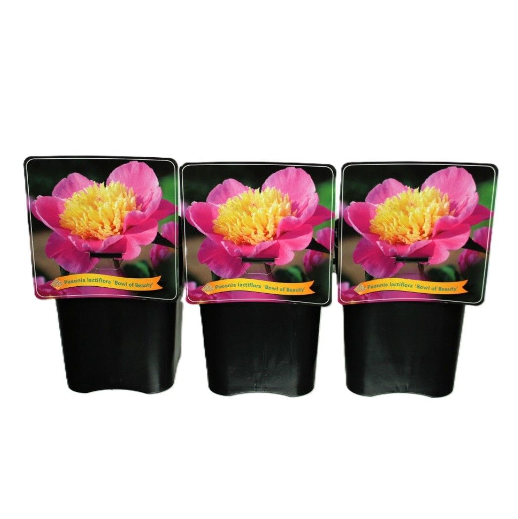 Paeonia Lactiflora 'Bowl of Beauty' C5, D 21