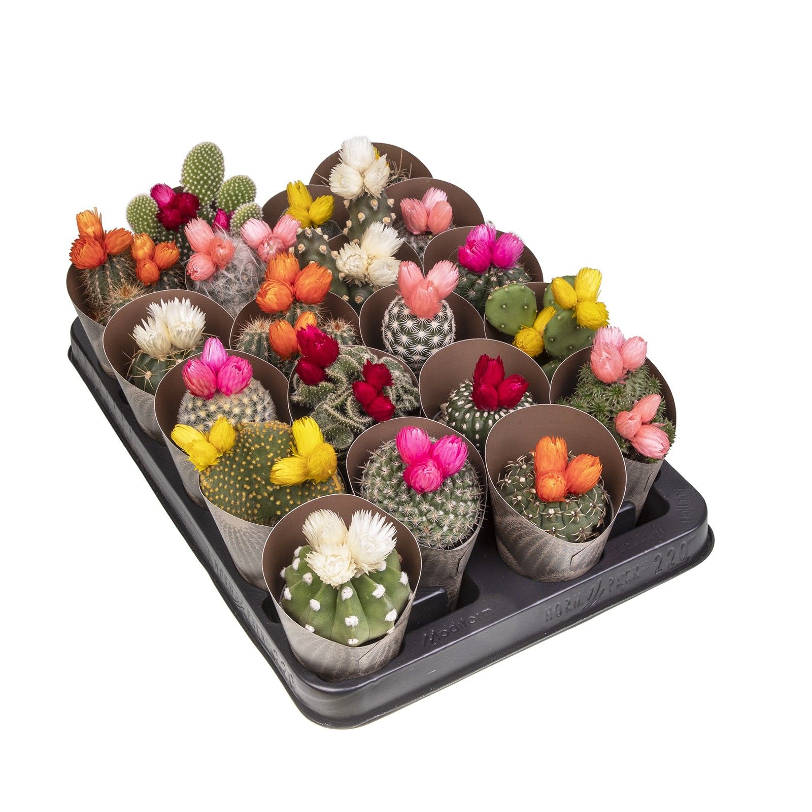 MIX CACTUS Ø 6.5 WITH NATURAL DRIED FLOWERS - ASSORTED COLORS - TRAY 20 PCS (CACTUS), D 6,5