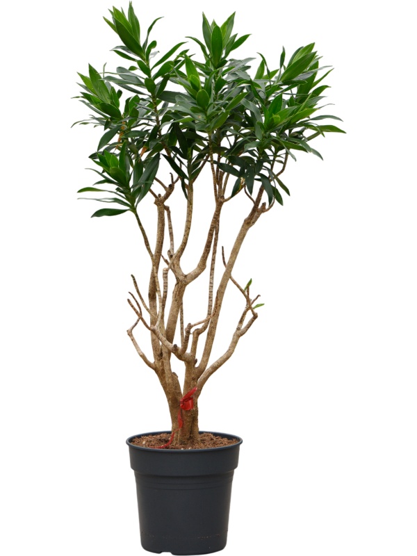 Pleomele (Dracaena) reflexa, D 30