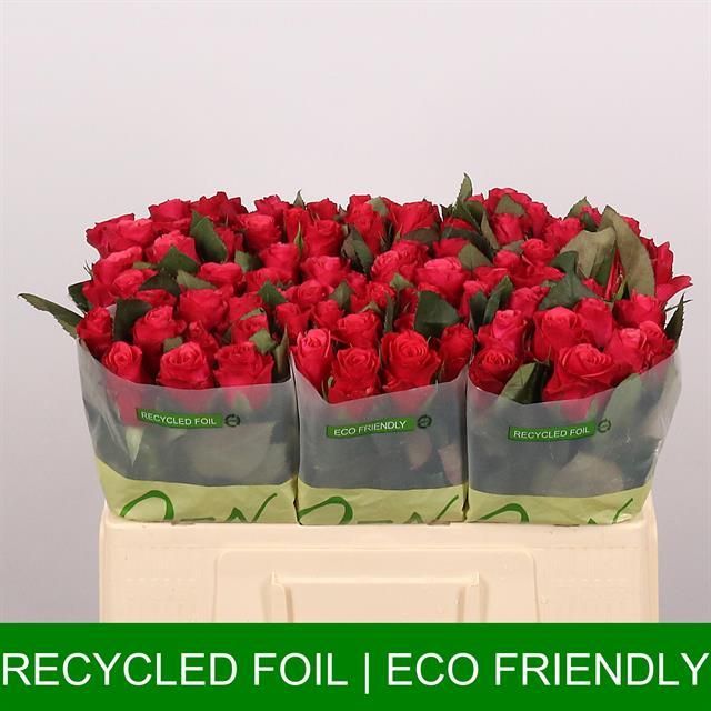 Роза од. Такази+ 50, шт.