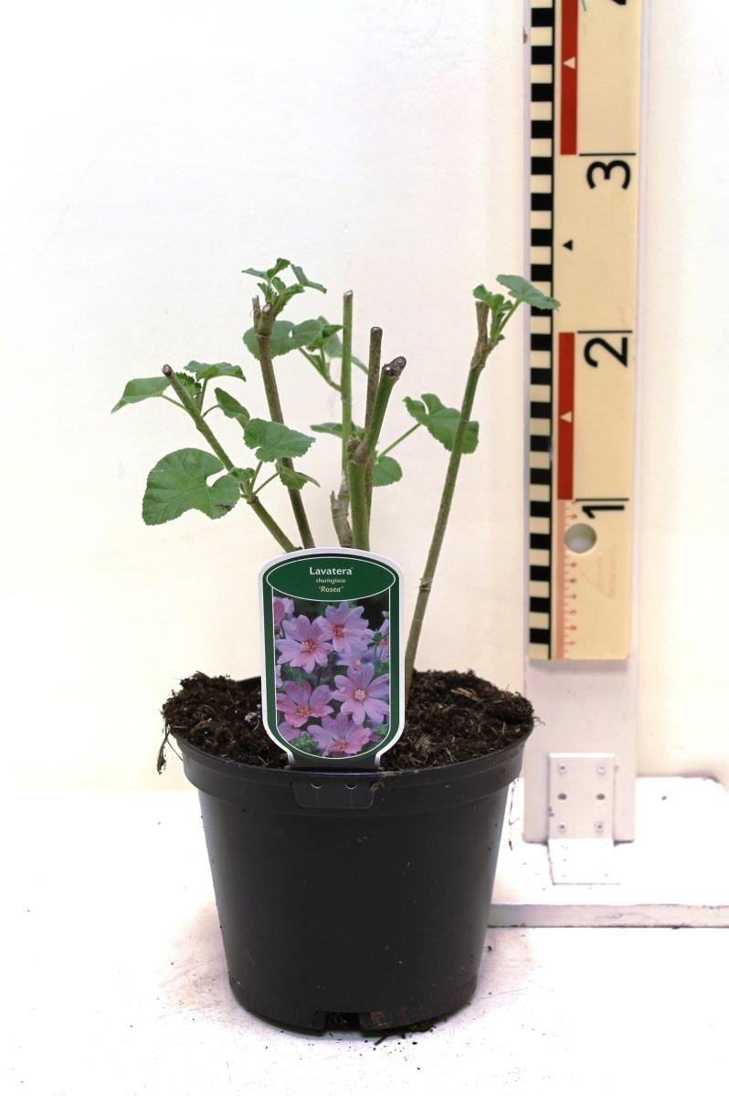 Lavatera 'Rosea', D 19 cm