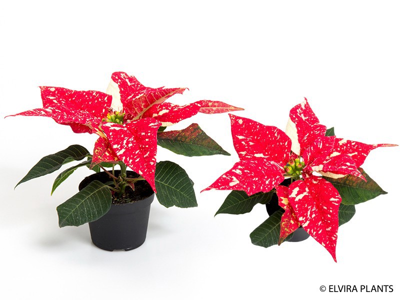 EUPHORBIA PULCHERRIMA 'MINI' 'FEELINGS GLITTER', D 6 cm