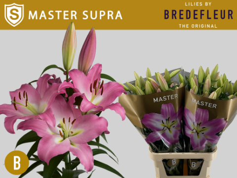 Лилия Мастер 100, шт.