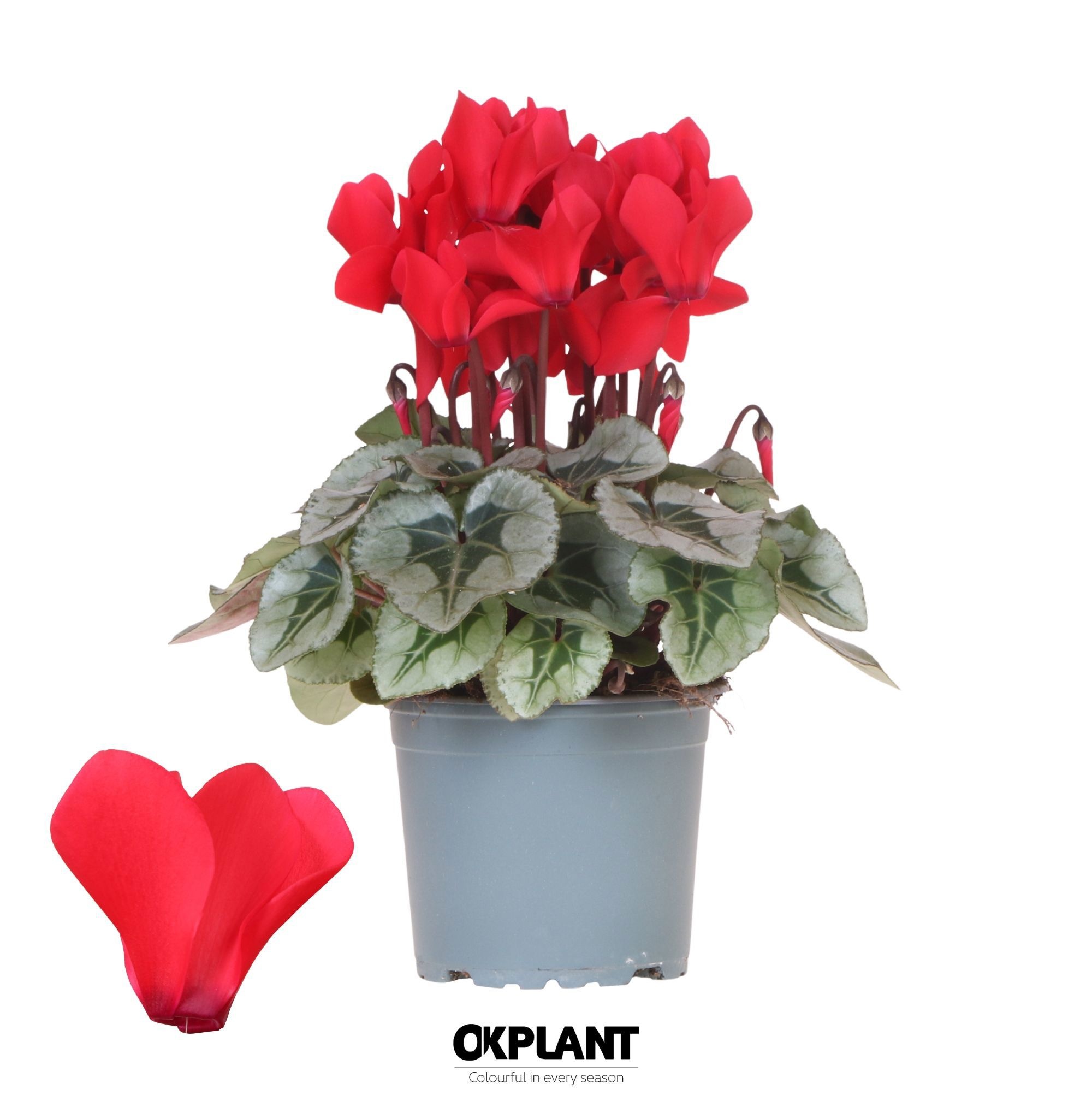Cyclamen Rembrandt red, D 12