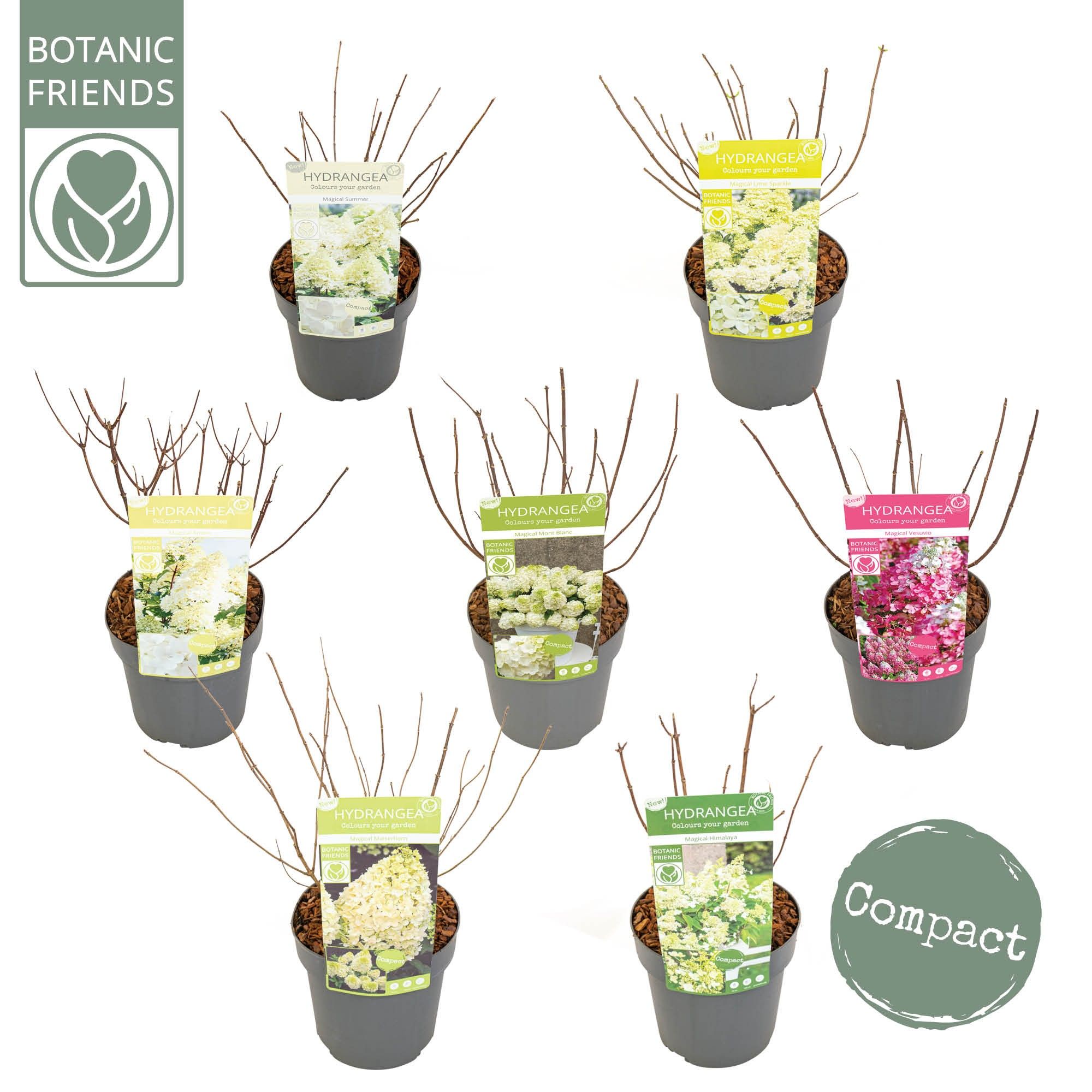 Hydrangea pan. 'Magical Mix', D 19