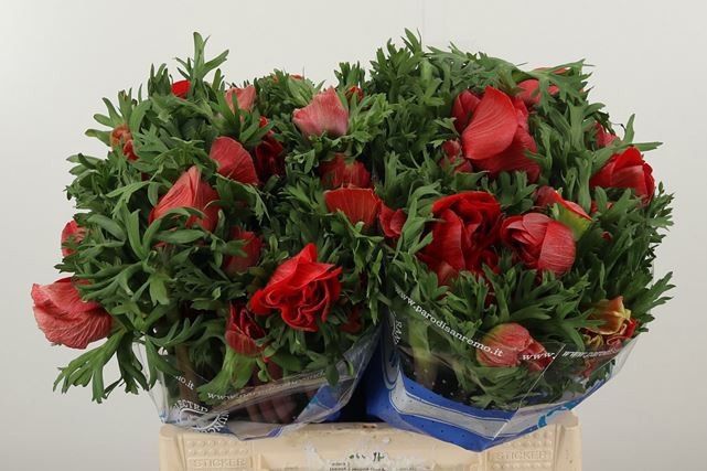 Анемон Мистраль + Рэд 40 (красн.), шт.