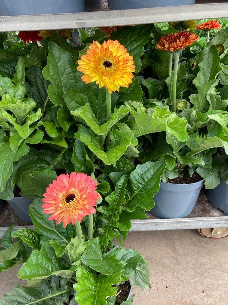 388 DM : Pot 21 cm Patio Gerbera in mix kleuren, D 21