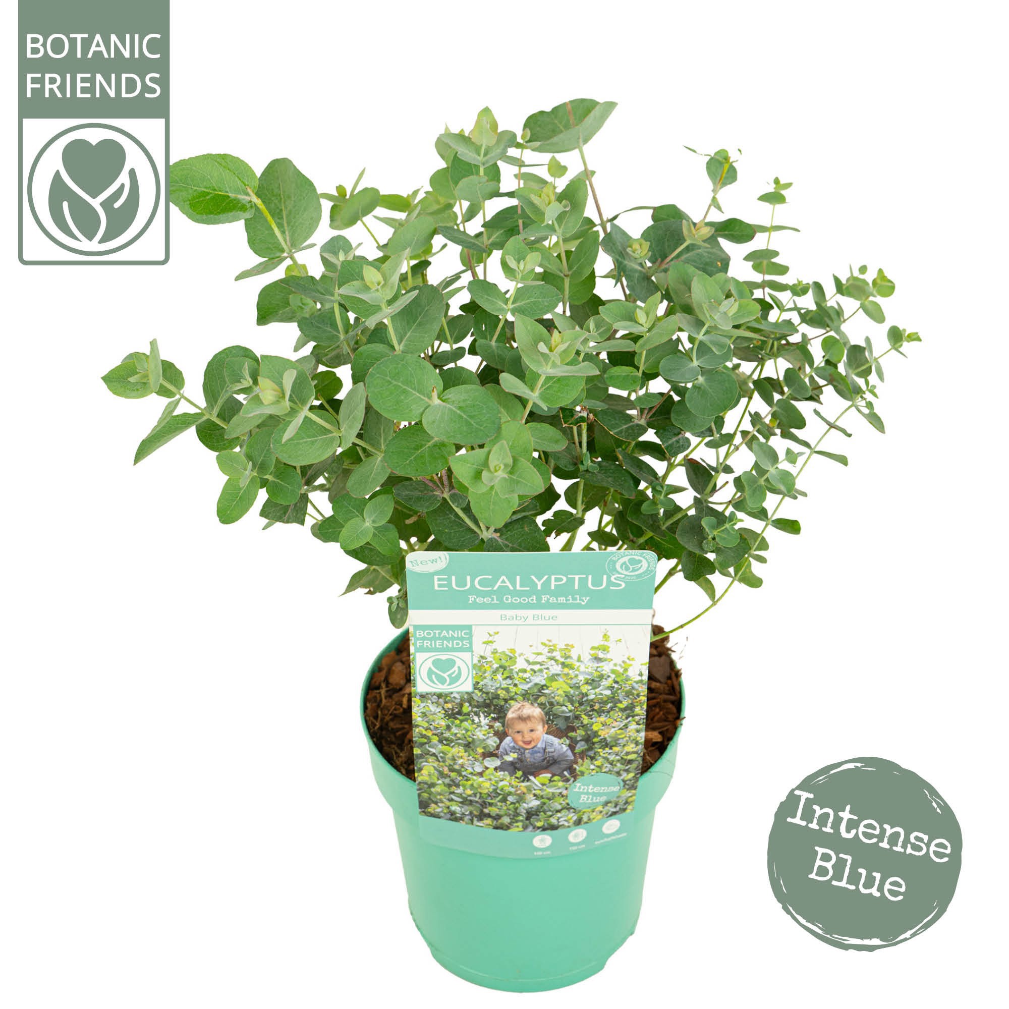 Eucalyptus pul. 'Baby Blue', D 15 cm