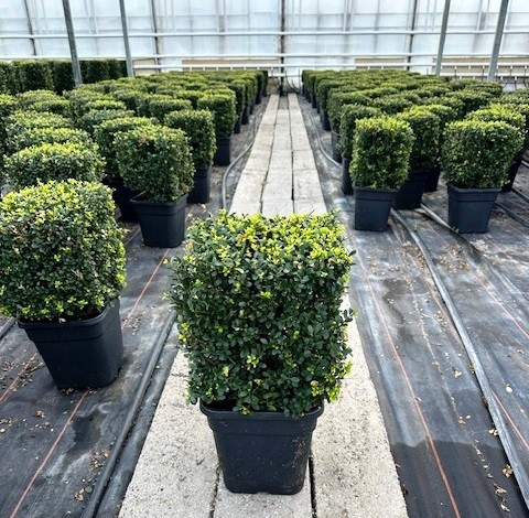 Ilex crenata Dark Green, P30, dobbelsteen 30x30cm, D 30