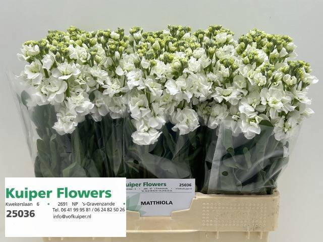 Маттиола од. Вайт Эрроу 55, шт.