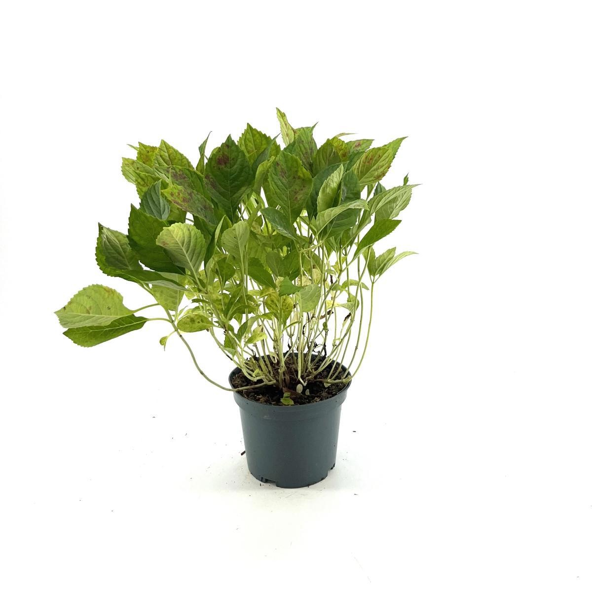 Hydrangea m. 'Bouquet Rose', D 19