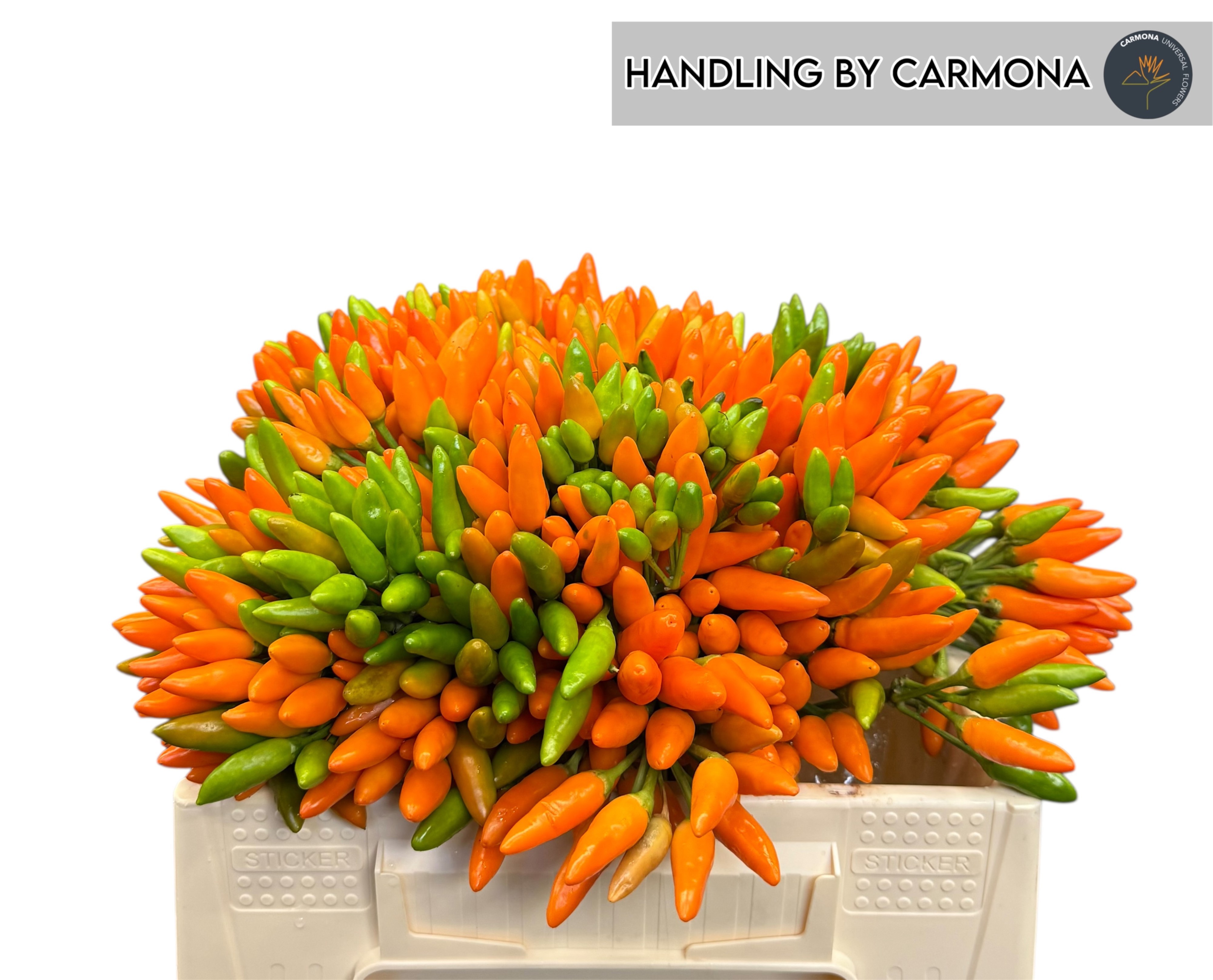 Капсикум Оранж Фае 35, шт. Капсикум Оранж Фае 35, шт.